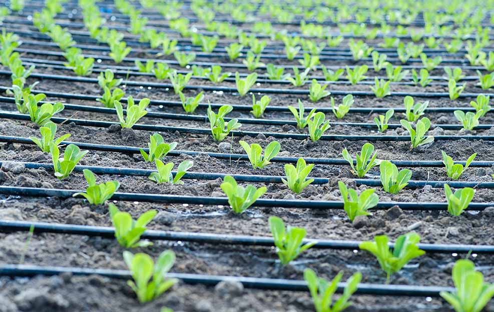 Romain,Seedlings,Planted,Under,Drip,Irrigation,In,The,Field.,Agriculture